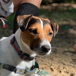 Meet your Posher, Joe